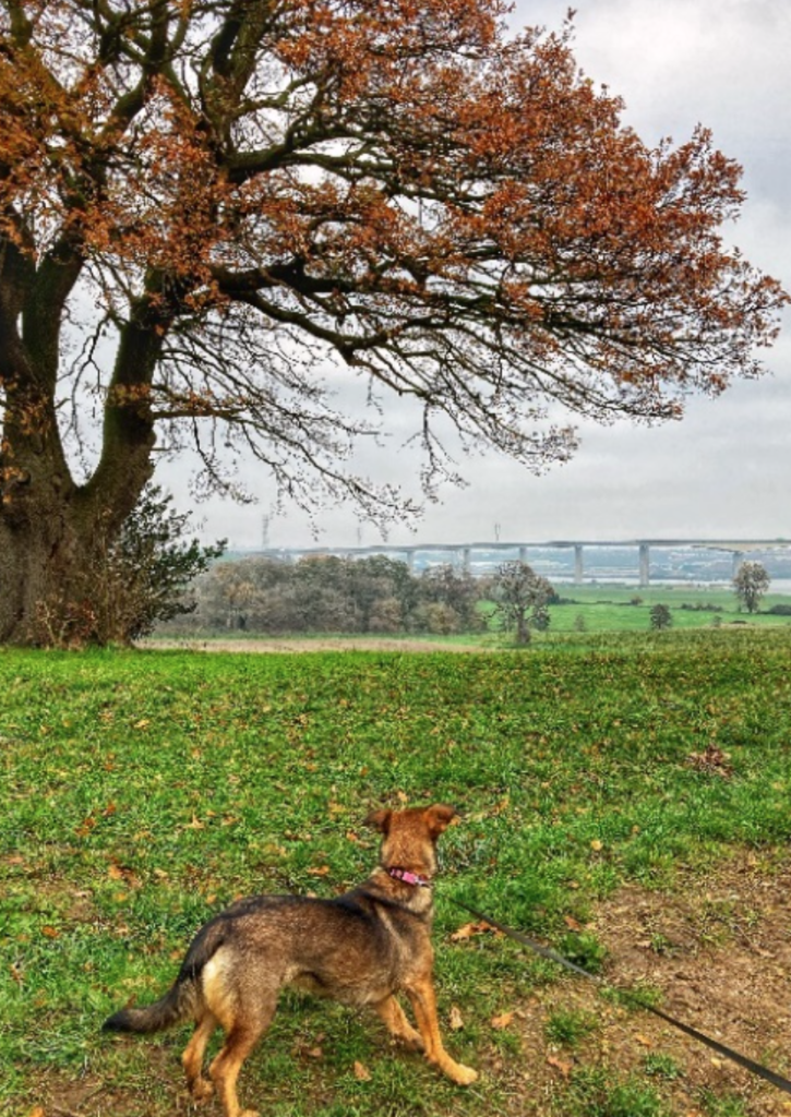 Wherstead-Dog-Walks-In-Suffolk