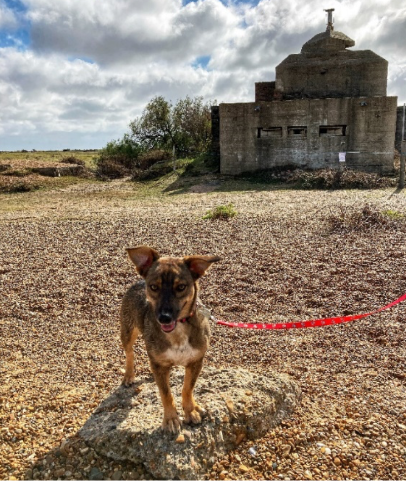 Landguard-Dog-Walks-In-Suffolk