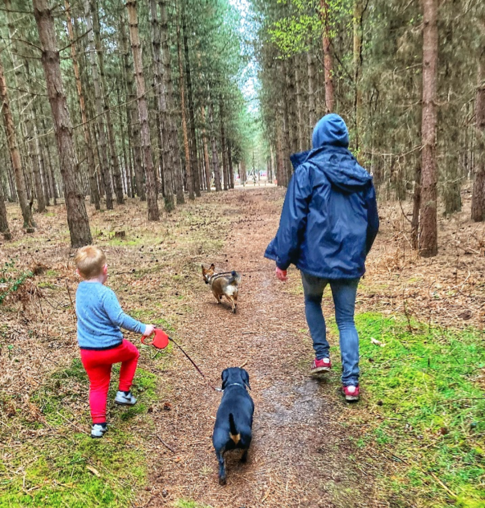 Rendlesham-Forest-Dog-Walk
